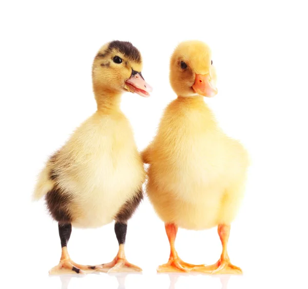 Two little ducklings — Stock Photo, Image