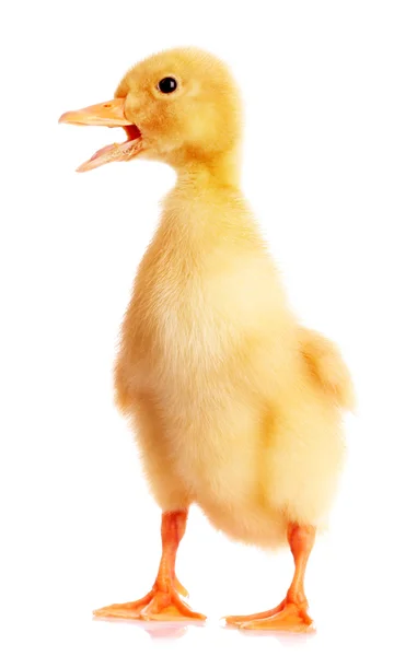 Żółte kaczki — Zdjęcie stockowe