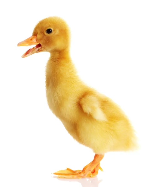 Sarı ördekler — Stok fotoğraf