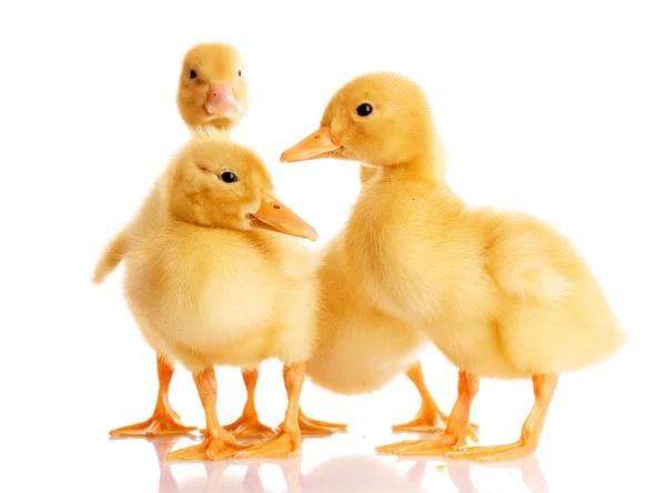 Little yellow ducklings — Stock Photo, Image