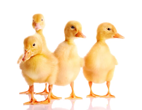 Patos amarelos — Fotografia de Stock