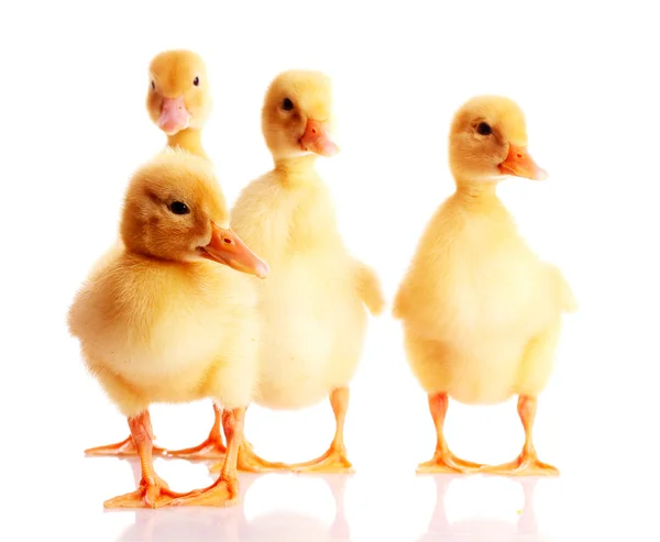 Patos amarelos — Fotografia de Stock