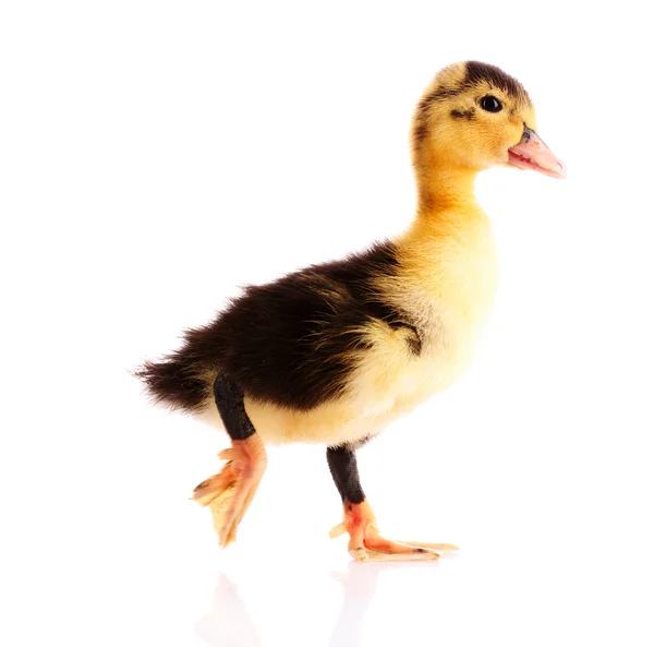 Beyaz izole ördek yavrusu — Stok fotoğraf