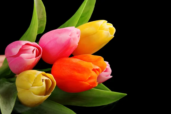 Tulipanes brillantes y coloridos aislados en negro — Foto de Stock