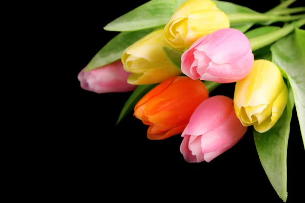 Many colorful tulips on black background — Stock Photo, Image