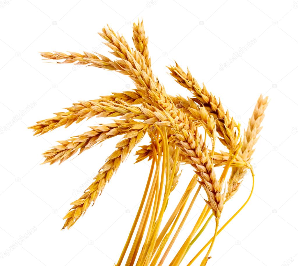 wheat head clip art