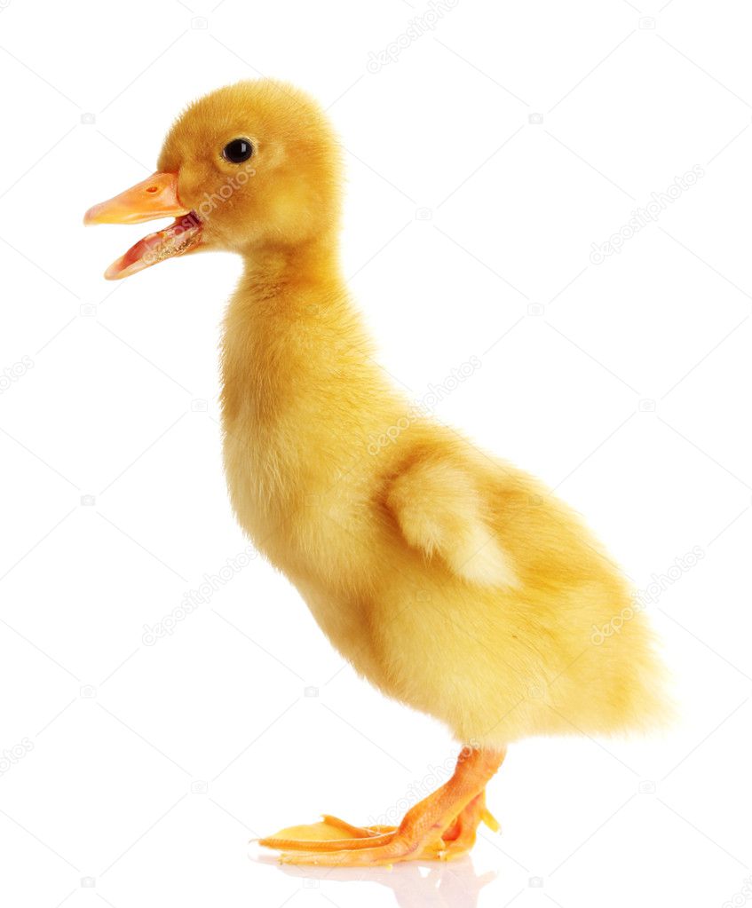 Yellow ducks — Stock Photo © belchonock #6805758