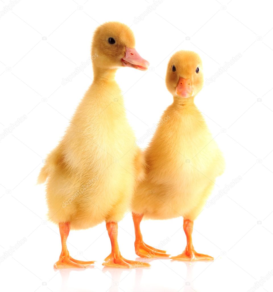 Yellow ducks