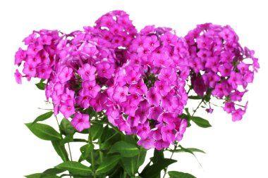 phlox buket