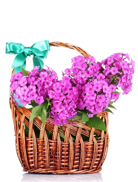 Bouquet of phlox — Stock Photo, Image