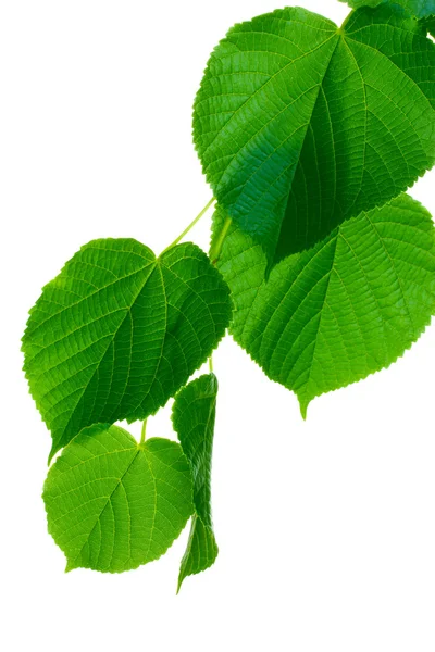Φύλλα πράσινο — Φωτογραφία Αρχείου
