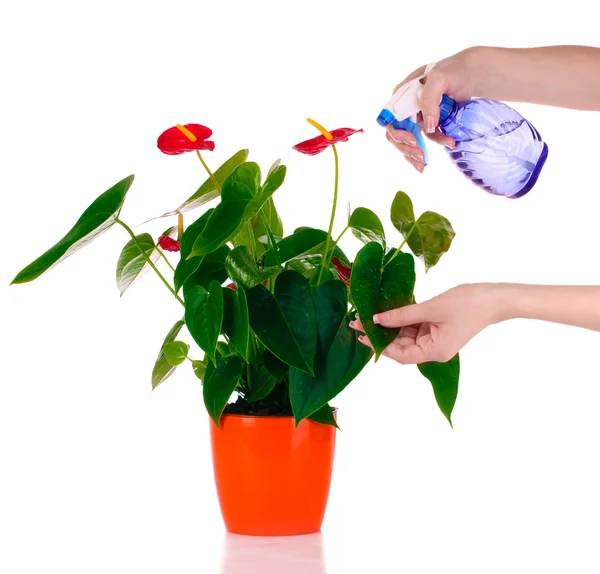 Iemand drenken bloem met spray geïsoleerd — Stockfoto