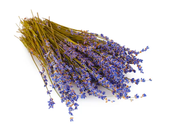 Beautiful lavender — Stock Photo, Image