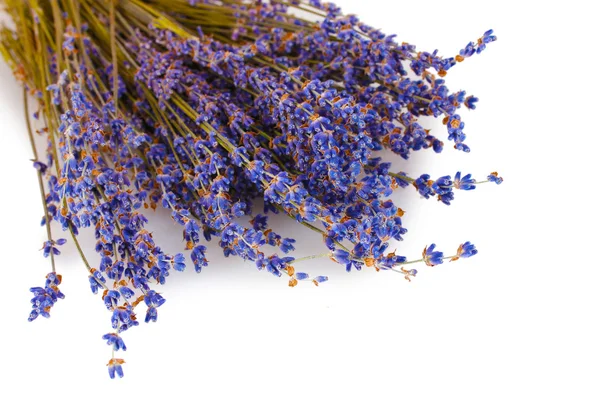 Schöner Lavendel — Stockfoto