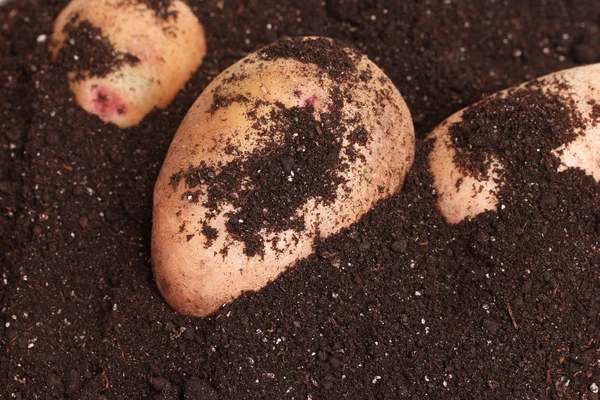 黒い土のクローズ アップのジャガイモ — ストック写真