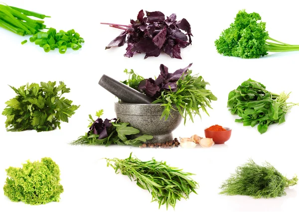 Collage of culinary greens — Stock Photo, Image