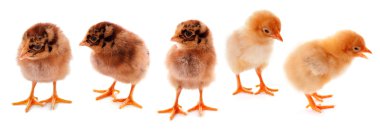 A few baby chicks over a white background clipart