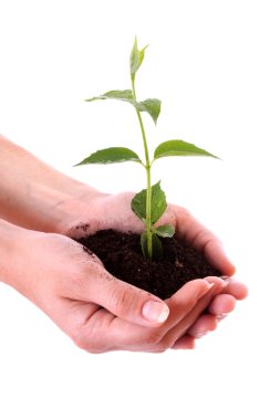 Human hands hold and a young plant