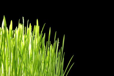 Close up of the green grass on black background clipart