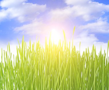 Close up of the green grass on white background clipart