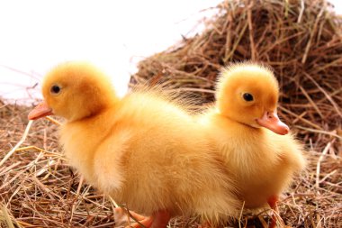 Sarı tüylü ducklings saman üzerinde