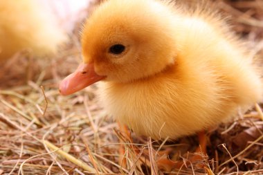 Sarı tüylü ducklings saman üzerinde