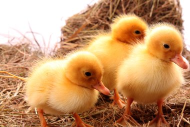 Sarı tüylü ducklings saman üzerinde