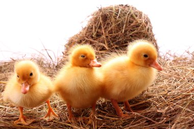 Sarı tüylü ducklings saman üzerinde