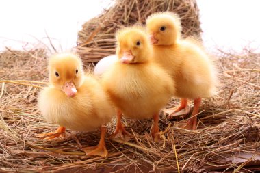 Sarı tüylü ducklings saman üzerinde