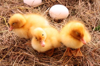 Sarı tüylü ducklings saman üzerinde