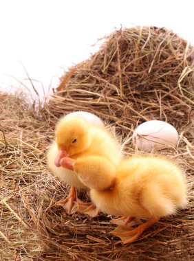 Sarı tüylü ducklings saman üzerinde