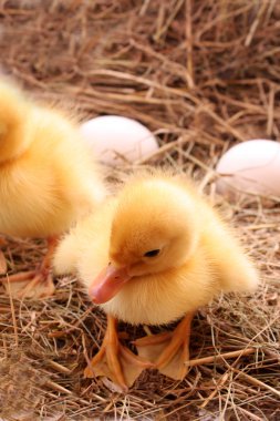 Üç yumurta ile kabarık ducklings sarı