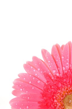 Red gerbera isolated on white clipart