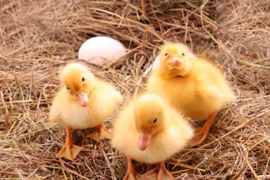 Sarı tüylü ducklings saman üzerinde