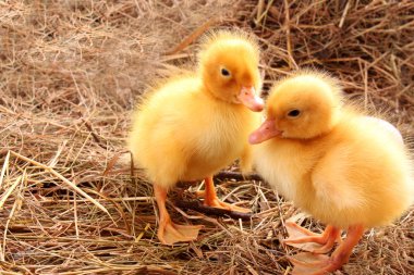 Sarı tüylü ducklings saman üzerinde