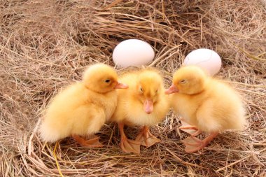 Sarı tüylü ducklings saman üzerinde