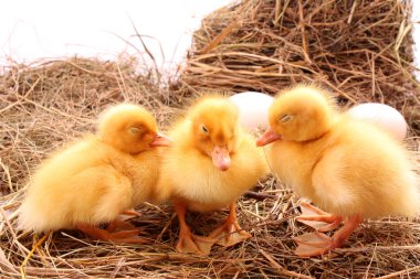 üç sarı tüylü ducklings uyku