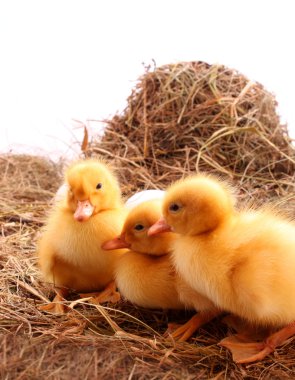 Sarı tüylü ducklings saman üzerinde