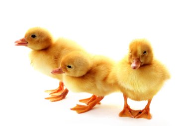 küçük sarı tüylü ducklings izole