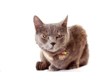 Angry cat sits on white background clipart