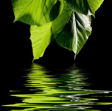 Green leaves with water drops on black background clipart