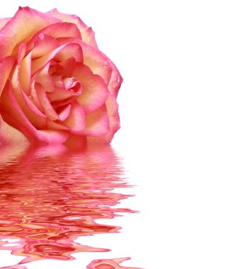 Bright pink rose with reflection clipart