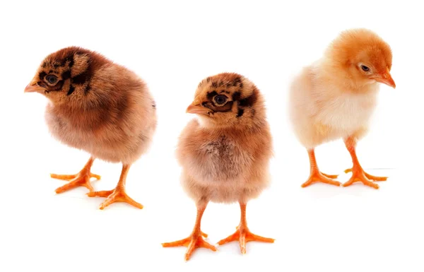 A few baby chicks over a white background — Stock Photo, Image