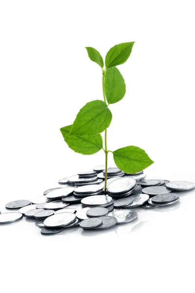 Coins and plant isolated on white background — Stock Photo, Image