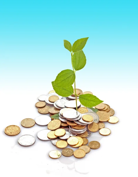 Mynt och växt, isolerad på vit bakgrund — Stockfoto