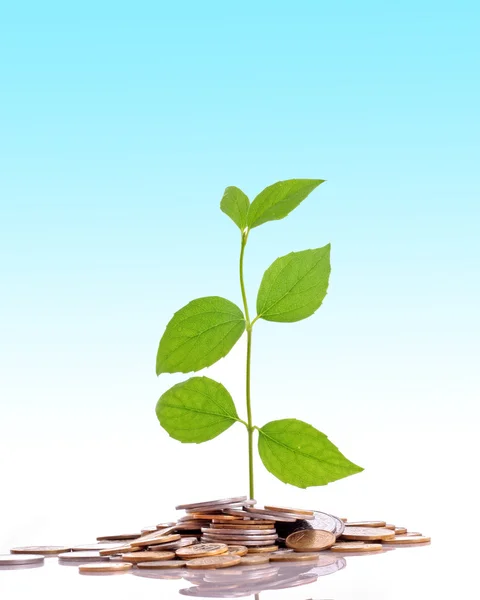 Coins and plant, isolated on blue background — Stock Photo, Image