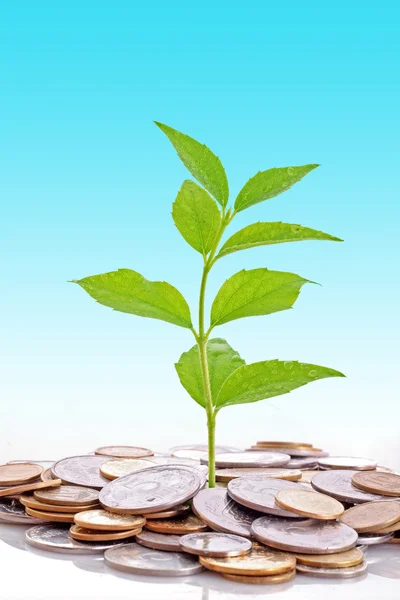 Coins and plant, isolated on white background — Stock Photo, Image