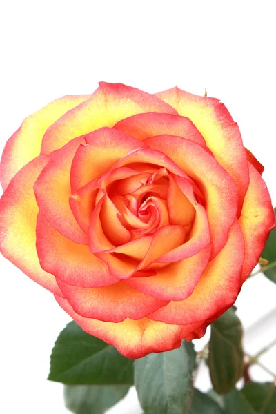 Punainen ruusu eristetty valkoisella taustalla — kuvapankkivalokuva