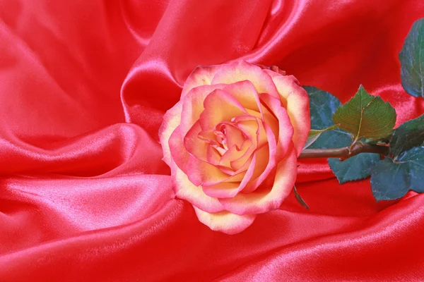 Rose rose sur un satin rouge - tournage studio — Photo