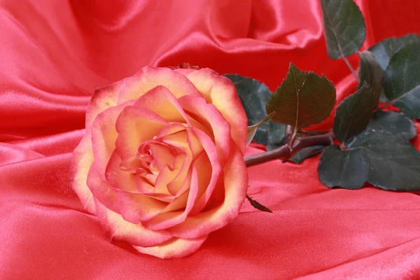 Krásné červené růže na růžové saténové — Stock fotografie